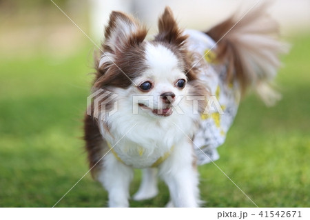 庭で遊ぶチワワ 41542671