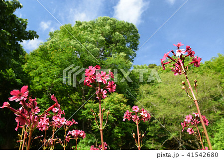 クリンソウと青空 41542680