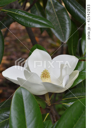 タイサンボク 41542853