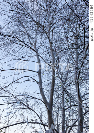 Bird cherry ermine web Bird cherry ermine web 41543264