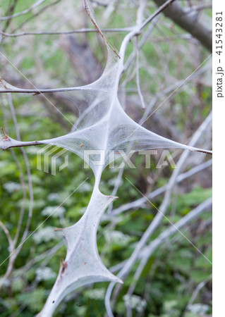Bird cherry ermine web Bird cherry ermine web 41543281