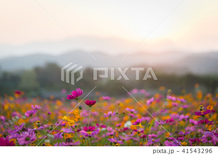 Beautiful cosmos flowers in sunset time. 41543296