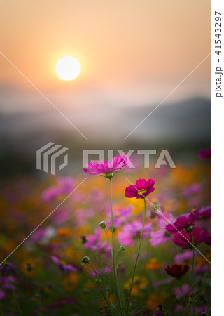 Beautiful cosmos flowers in sunset time. 41543297