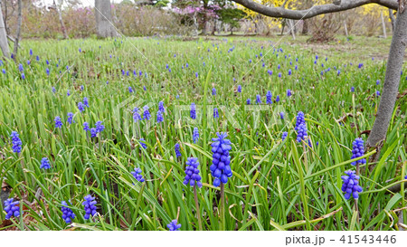 可憐で美しい青紫色のムスカリの群生 41543446