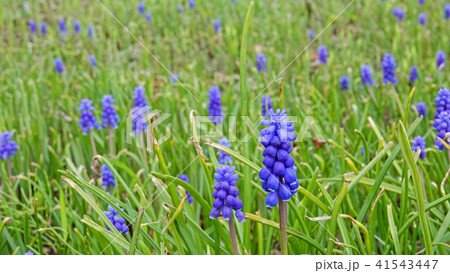 可憐で美しい青紫色のムスカリの群生 41543447