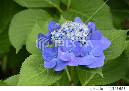 紫陽花 紫陽花 41543663