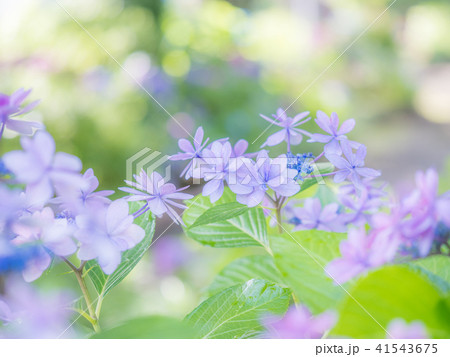 綾瀬市やぶね公園の紫陽花 綾瀬市やぶね公園の紫陽花 41543675