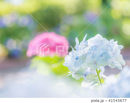 綾瀬市やぶね公園の紫陽花 41543677