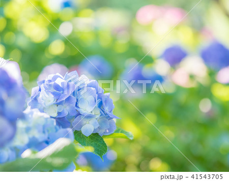 綾瀬市やぶね公園の紫陽花 41543705