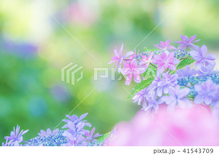 綾瀬市やぶね公園の紫陽花 綾瀬市やぶね公園の紫陽花 41543709
