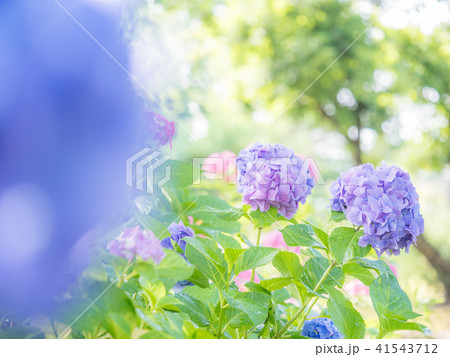 綾瀬市やぶね公園の紫陽花 41543712