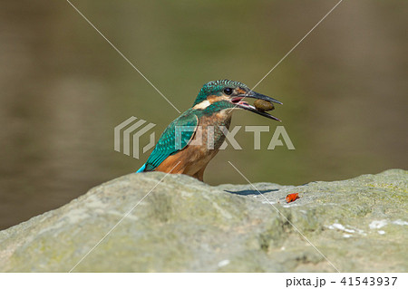 カワセミ 翡翠 川蝉 41543937