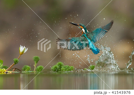 カワセミ 翡翠 川蝉 41543976