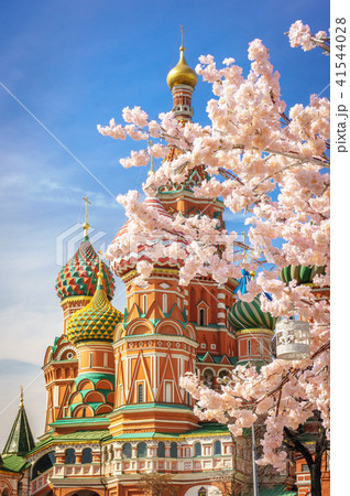 beautiful view of St. Basil's Cathedral. The bloom of Sakura in Moscow. spring season. Russia, the 41544028