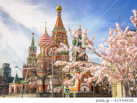 beautiful view of St. Basil's Cathedral. The bloom of Sakura in Moscow. spring season. Russia, the 41544030