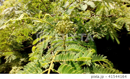 美しい花を咲かすネムノキの蕾 41544164