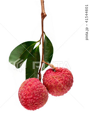 Pair of Fresh Lychee with Leaves and a Branch. Pair of Fresh Lychee with Leaves and a Branch. 41544601
