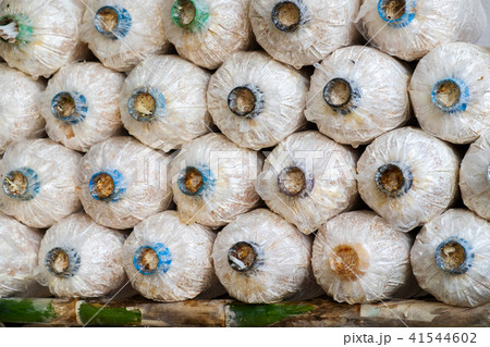 The Angel Mushrooms Cultivation. The Angel Mushrooms Cultivation. 41544602