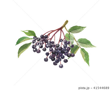 エルダーベリー 41544689