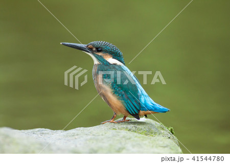 カワセミ 翡翠 川蝉 41544780