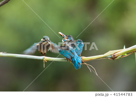 カワセミ 翡翠 川蝉 41544783