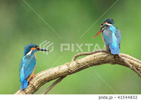 カワセミ 翡翠 川蝉 41544832
