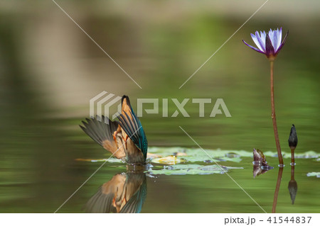 カワセミ 翡翠 川蝉 41544837