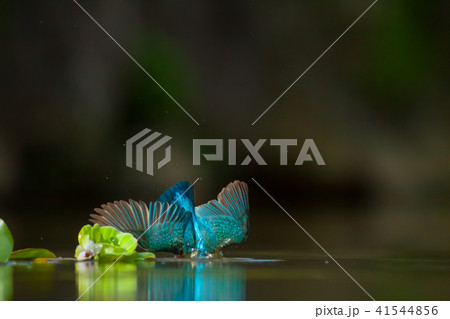 カワセミ 翡翠 川蝉 41544856