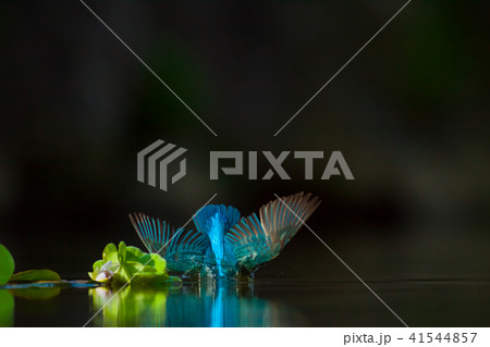 カワセミ 翡翠 川蝉 41544857