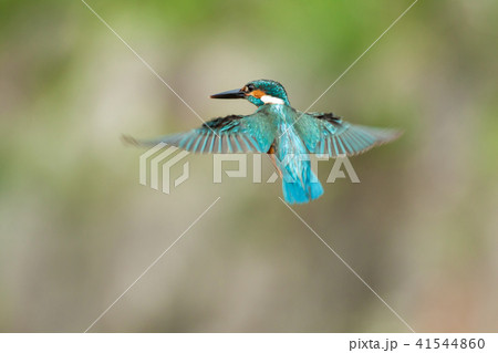 カワセミ 翡翠 川蝉 41544860