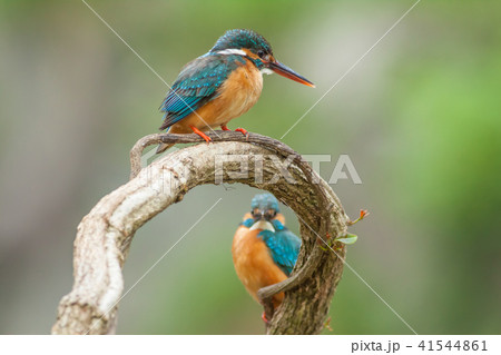 カワセミ 翡翠 川蝉 41544861
