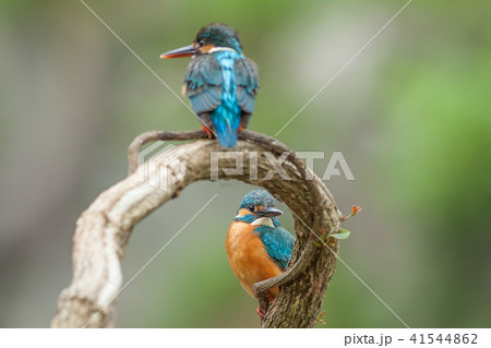 カワセミ 翡翠 川蝉 41544862