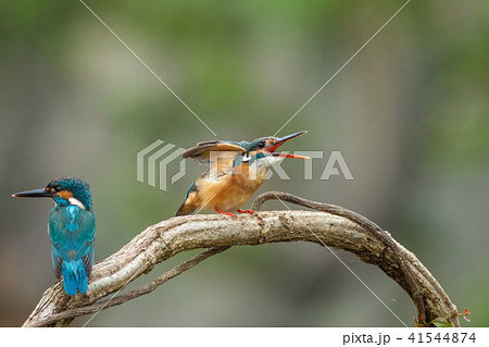 カワセミ 翡翠 川蝉 41544874
