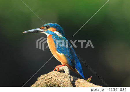 カワセミ 翡翠 川蝉 41544885