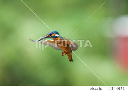 カワセミ 翡翠 川蝉 41544921