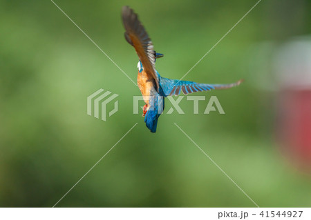 カワセミ 翡翠 川蝉 41544927