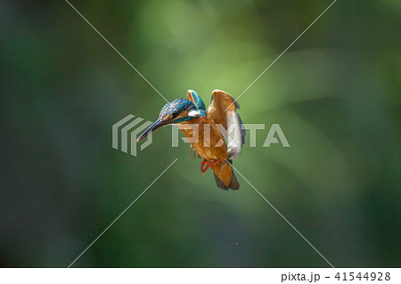 カワセミ 翡翠 川蝉 41544928