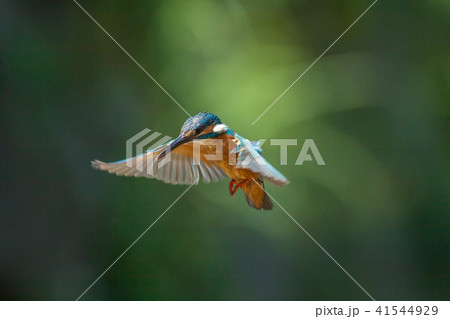 カワセミ 翡翠 川蝉 41544929