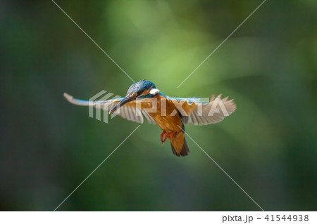 カワセミ 翡翠 川蝉 41544938
