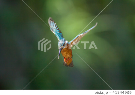 カワセミ 翡翠 川蝉 41544939