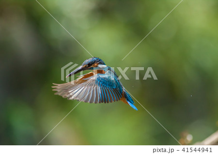 カワセミ 翡翠 川蝉 41544941