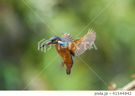 カワセミ 翡翠 川蝉 41544942