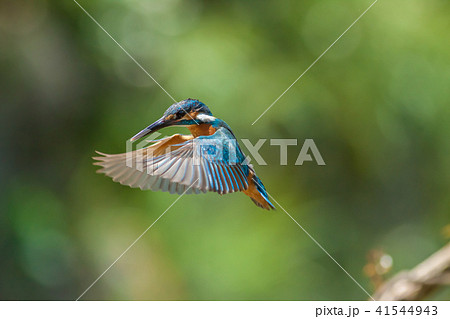 カワセミ 翡翠 川蝉 41544943