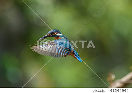 カワセミ 翡翠 川蝉 41544944