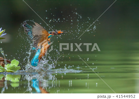 カワセミ 翡翠 川蝉 41544952