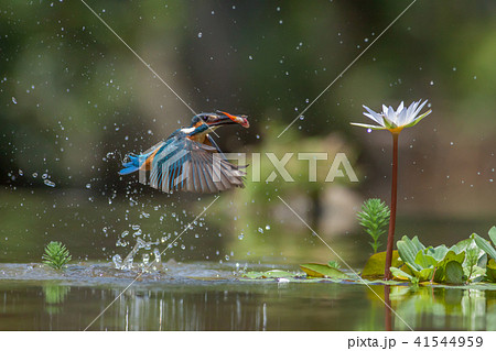 カワセミ 翡翠 川蝉 41544959