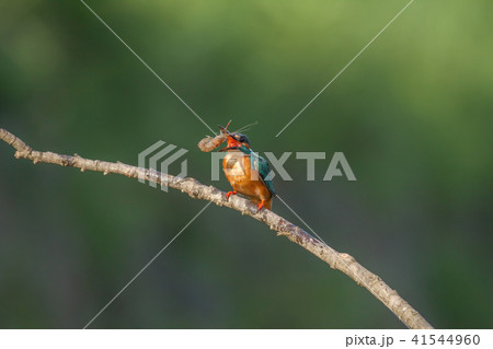 カワセミ 翡翠 川蝉 41544960