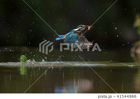 カワセミ 翡翠 川蝉 41544966