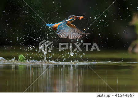 カワセミ 翡翠 川蝉 41544967