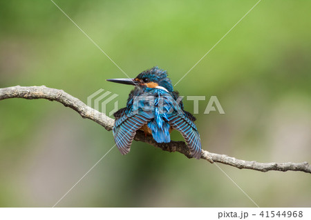カワセミ 翡翠 川蝉 41544968